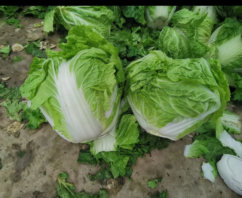 河南优质大白菜大量上市 ！新鲜发货！专业代办