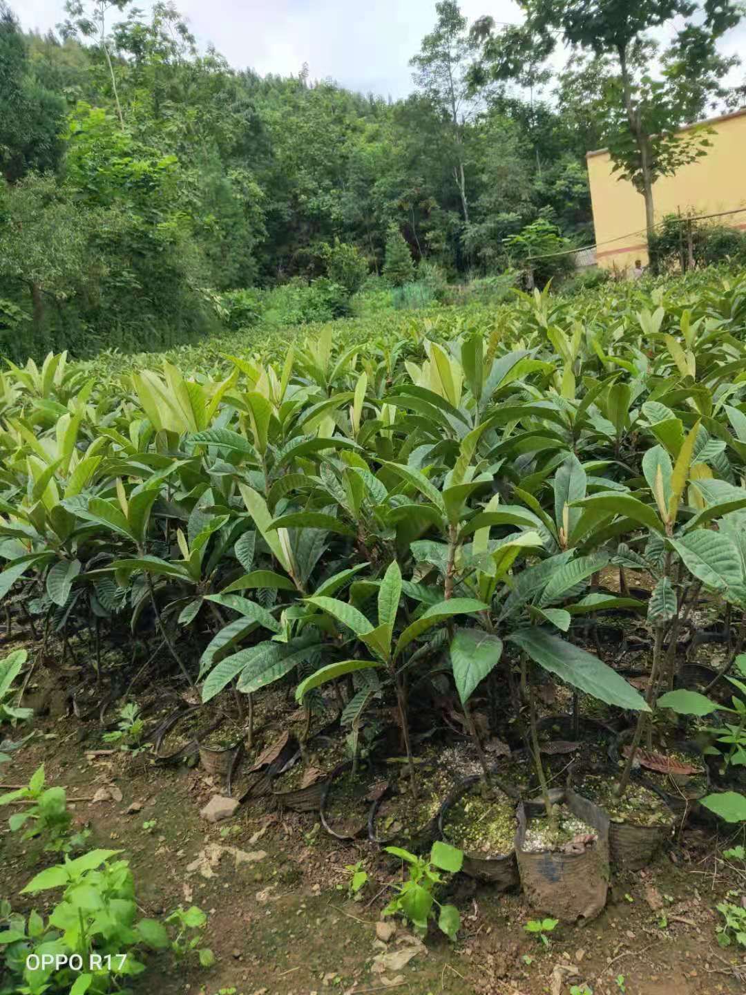 大五星枇杷苗 嫁接苗