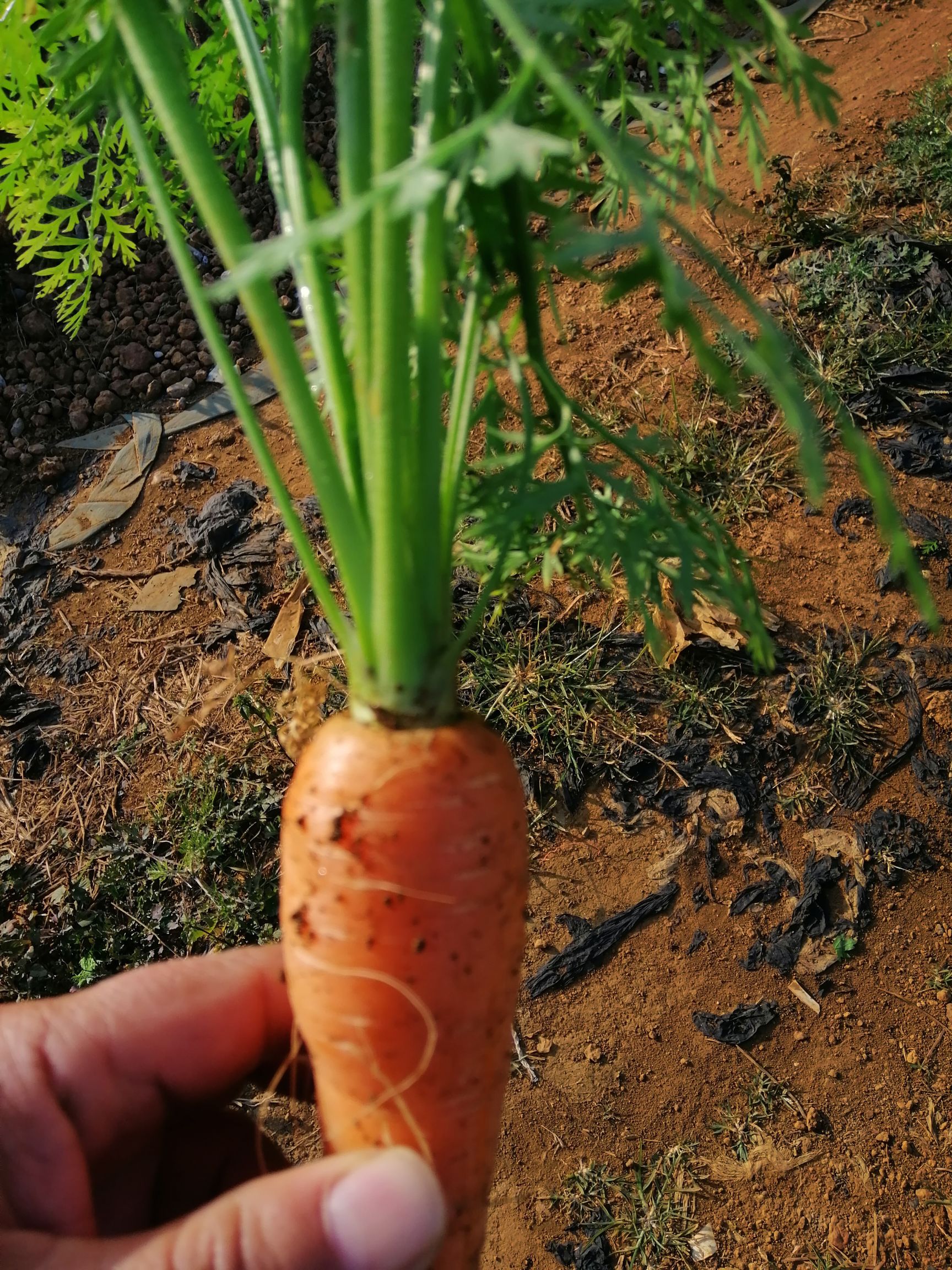 红皮萝卜 0.2~1斤 