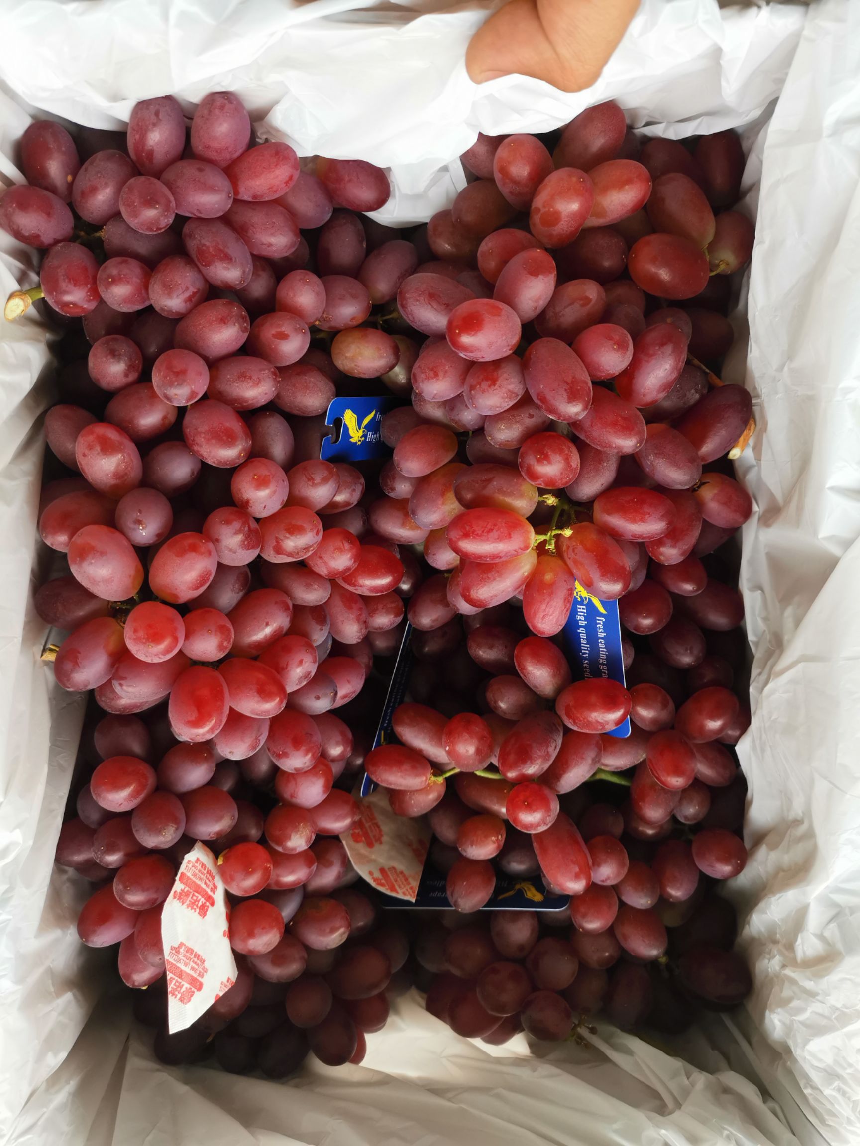 克伦生葡萄  大量库存克伦生欢迎资源