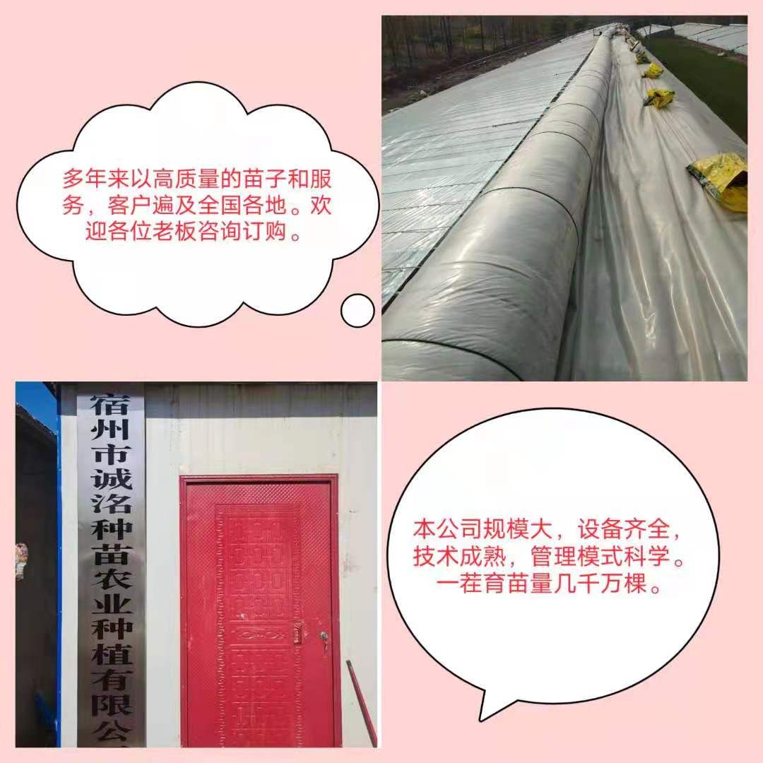 美都西瓜苗  南砧木嫁接，一级苗，墨绿色，高抗病。