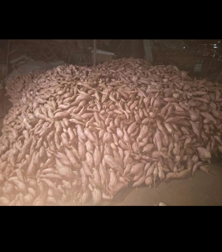 西瓜红  山东优质红薯种植基地，红薯批发市场