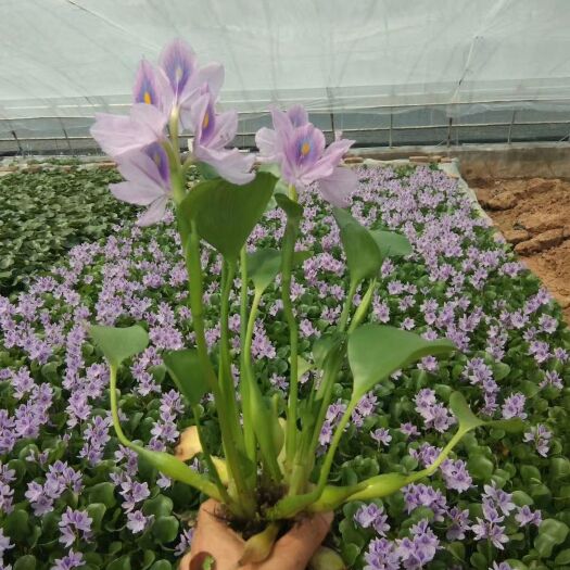 水葫芦  水葫芦又名凤眼莲 池塘湖泊河道净化用山东青州