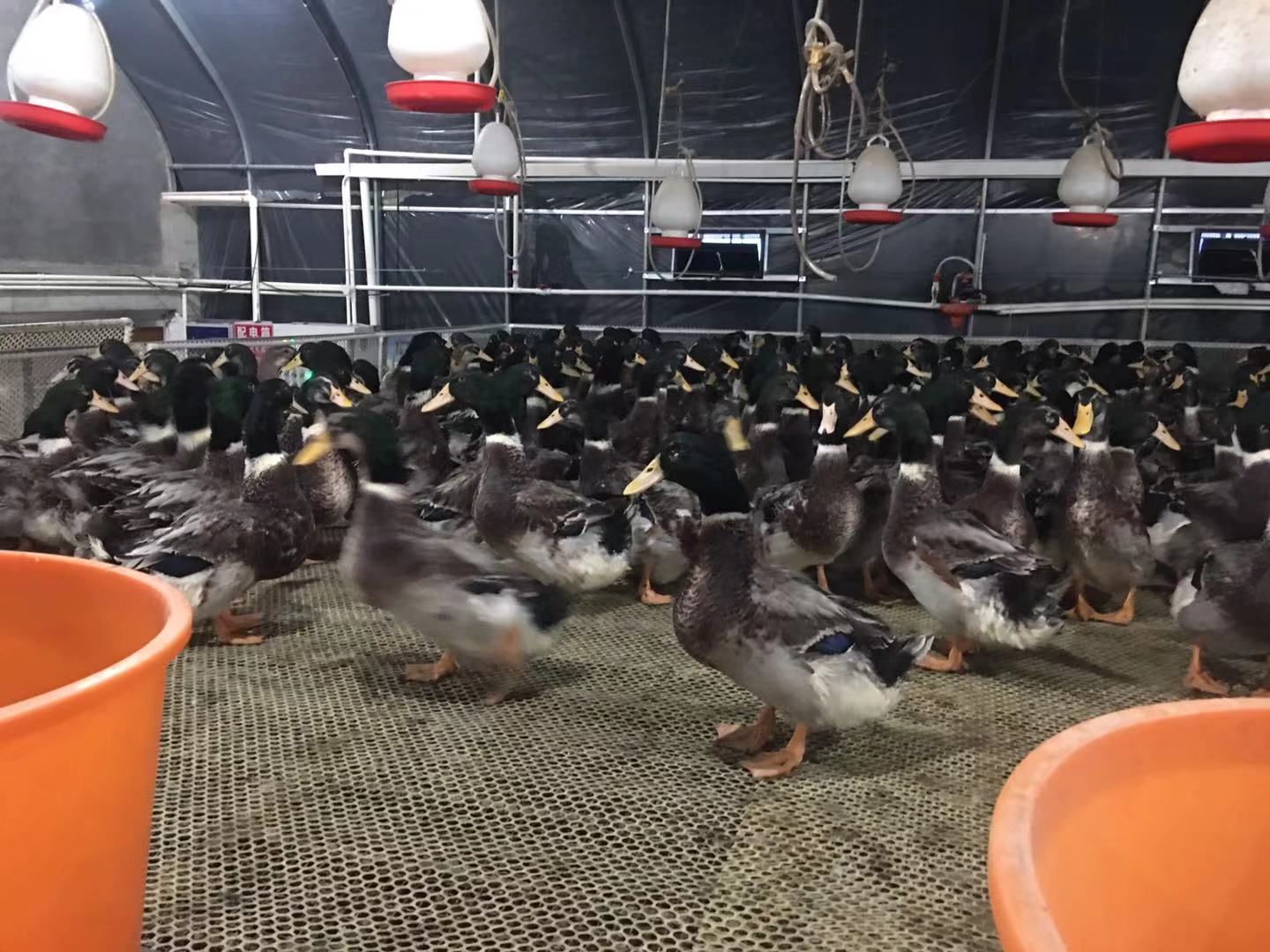  嘛鸭