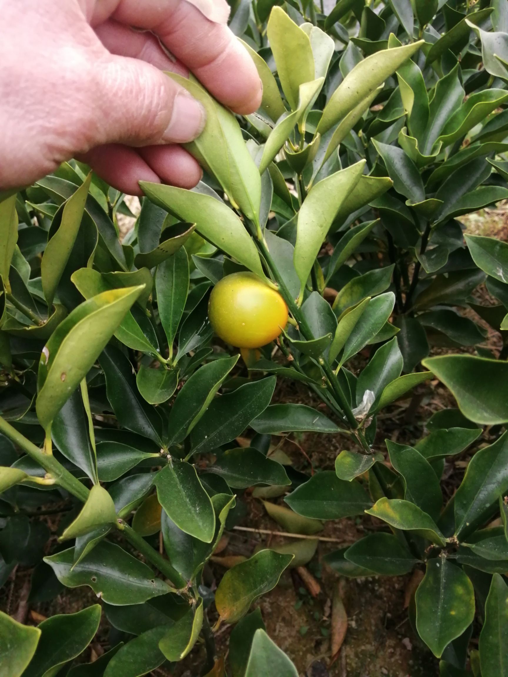 脆蜜金柑苗  脆蜜金桔苗  大果金桔   嫁接脆蜜金桔苗