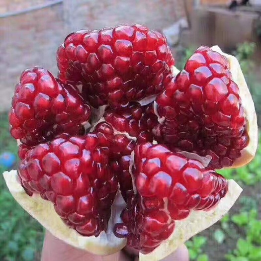 平邑县蒙阳红石榴苗，突尼斯软籽石榴苗，基地直发。假一赔十