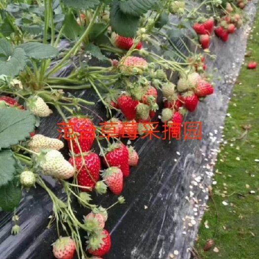 石家庄 红颜草莓