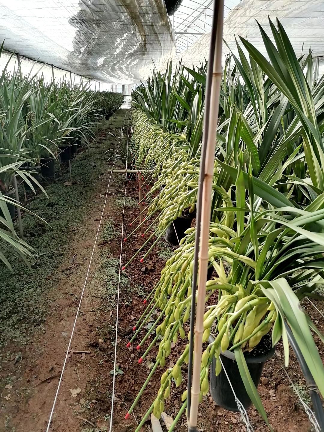 大花惠兰 云南大花卉兰种植基地批发