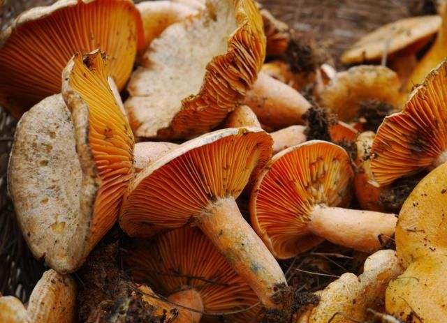 松树菌 鲜货 通货 野生