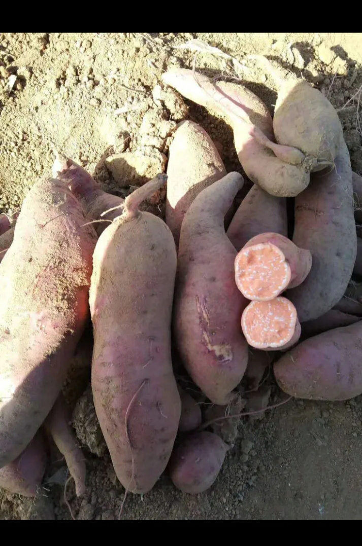 西瓜红  山东优质红薯种植基地，红薯批发市场