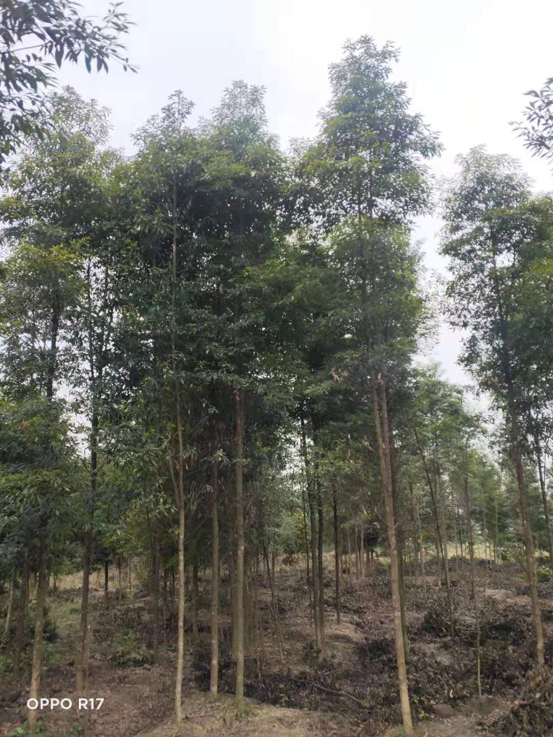 桢楠 3-5公分金丝楠，大量批发，价格可以来电或者聊天详询