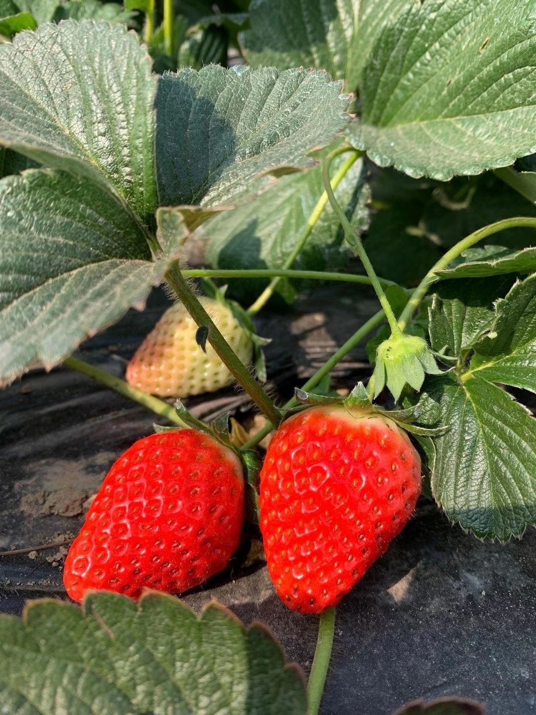 德昌草莓  四川凉山德昌冬季早市草莓供应到明年5月份露天阳光甜草莓