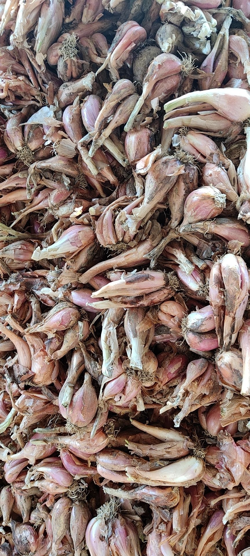 香葱  香味扑鼻，叶子硬度够！