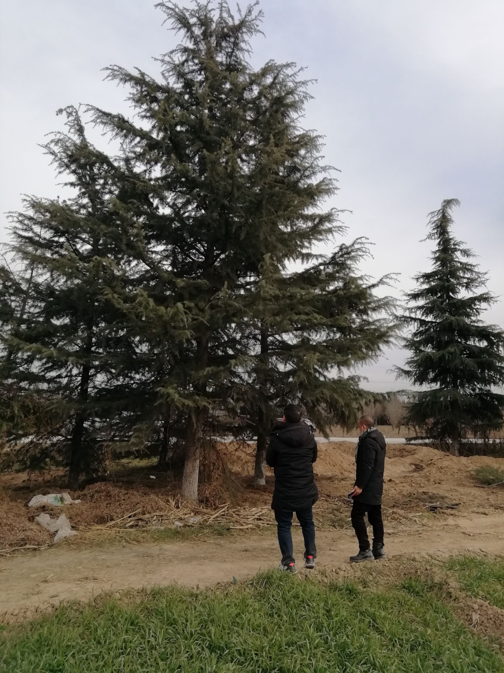 普通雪松 本基地常年出售1.5一一10米雪松