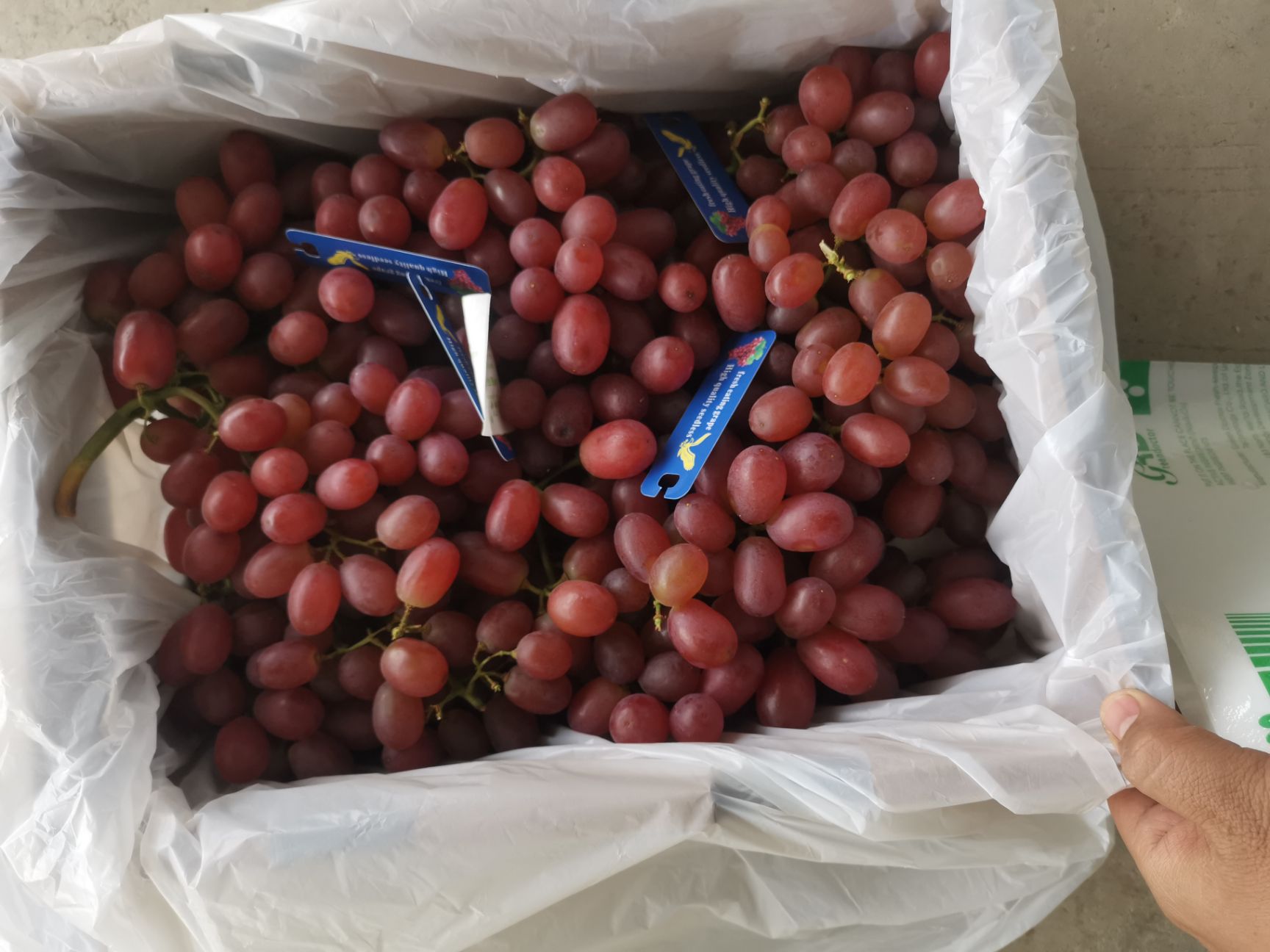 克伦生葡萄  大量库存克伦生欢迎资源