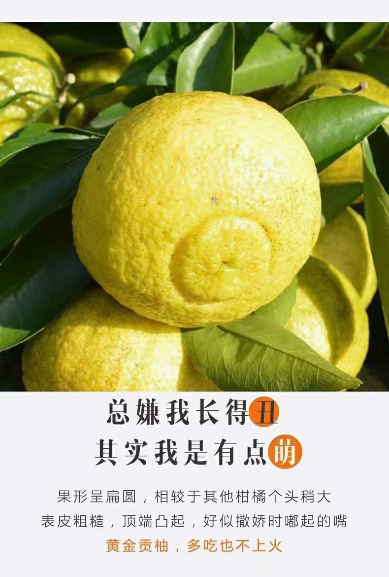  黔阳黄金贡柚，长得丑但内心很甜，越吃越甜！