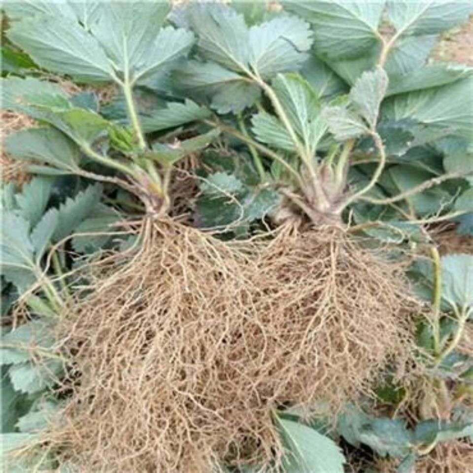 水溶肥  爆款鲸牛生根改土冲施肥生根壮苗调理土壤预防根部病害