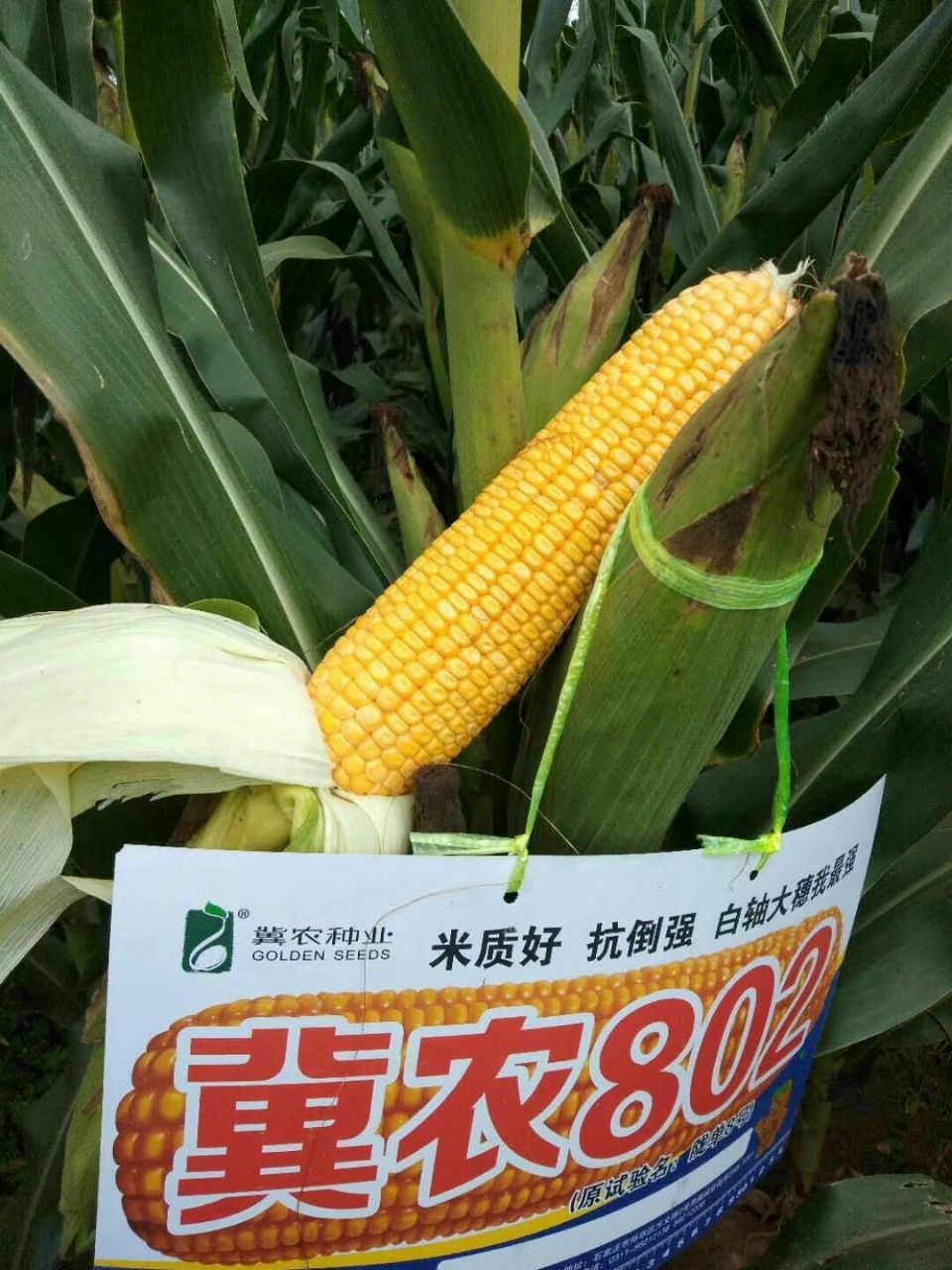 冀农1号玉米种子  冀农802 玉米种子