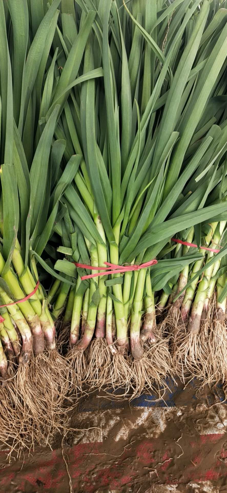 大蒜  红根儿蒜苗儿 以大量上市