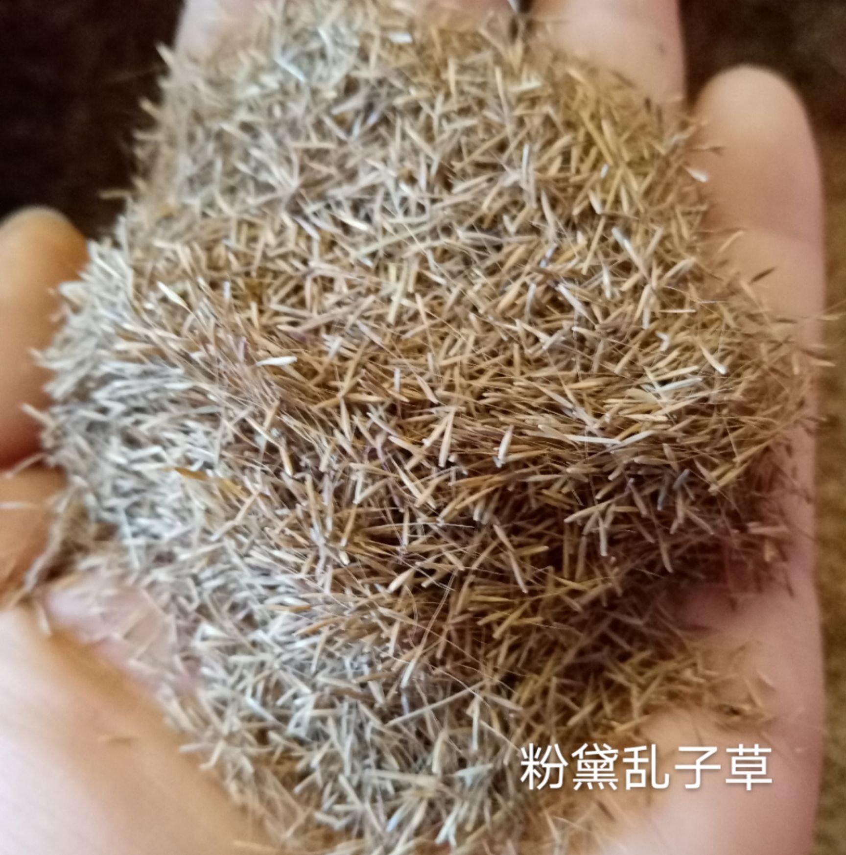 粉黛乱子草种子