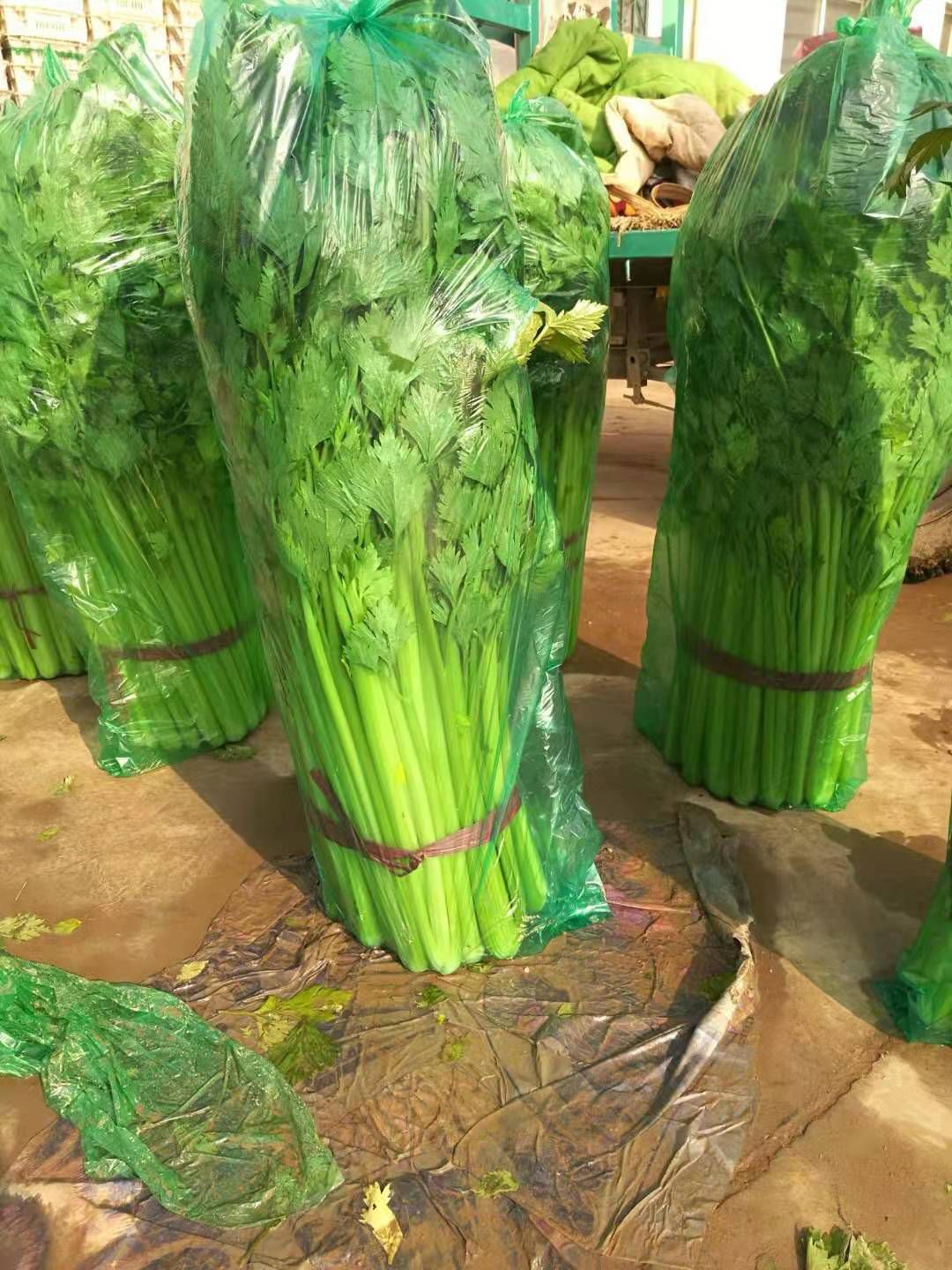 芹菜货源充足 欢迎各位老板 前来考察选购 一次合作终身难忘