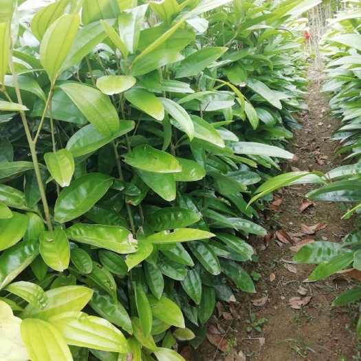 桂平市2，3年肉桂苗就是这样粗高壮。