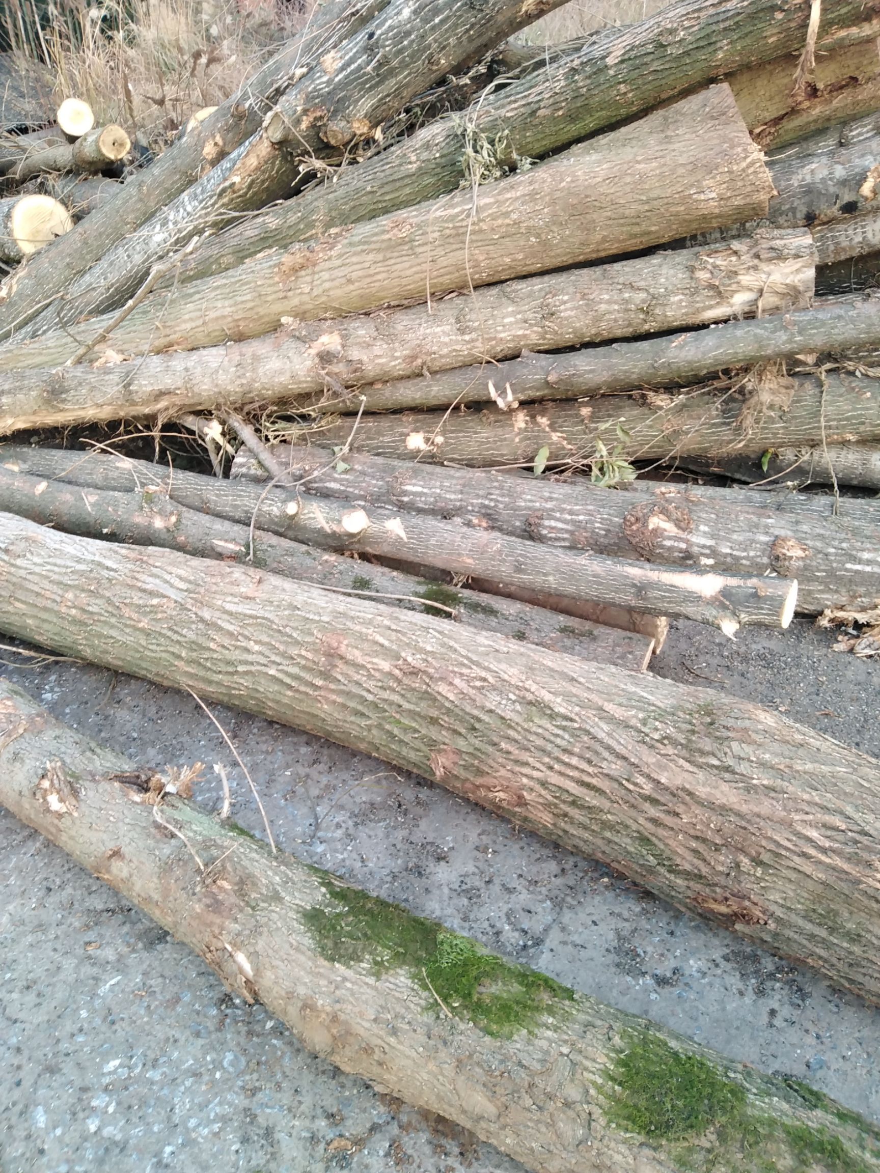 杨木，麻柳，欢迎各位老板来电，