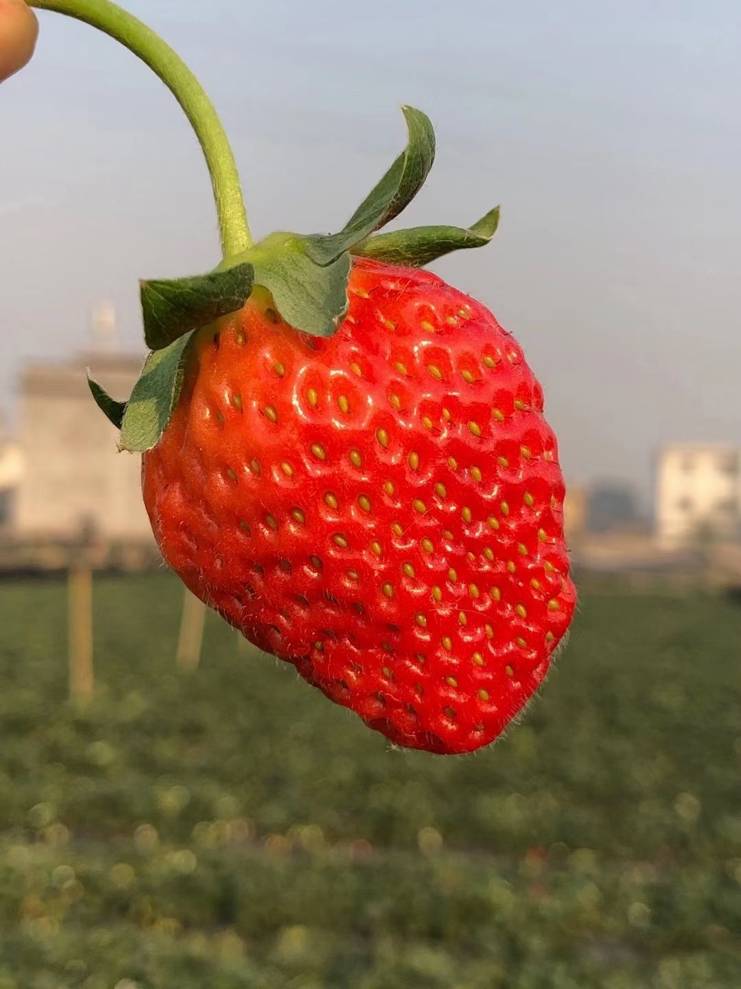德昌草莓  四川凉山德昌冬季早市草莓供应到明年5月份露天阳光甜草莓