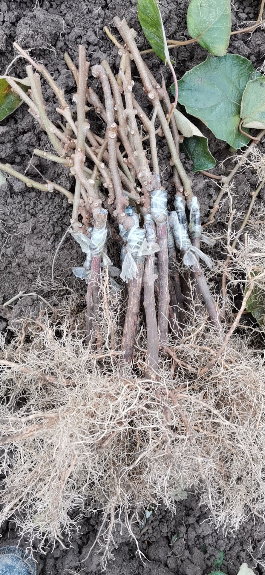 徐香猕猴桃苗  水杨桃粘木嫁接的徐香绿心猕猴桃苗，具有抗涝，抗旱，抗逆性抗病