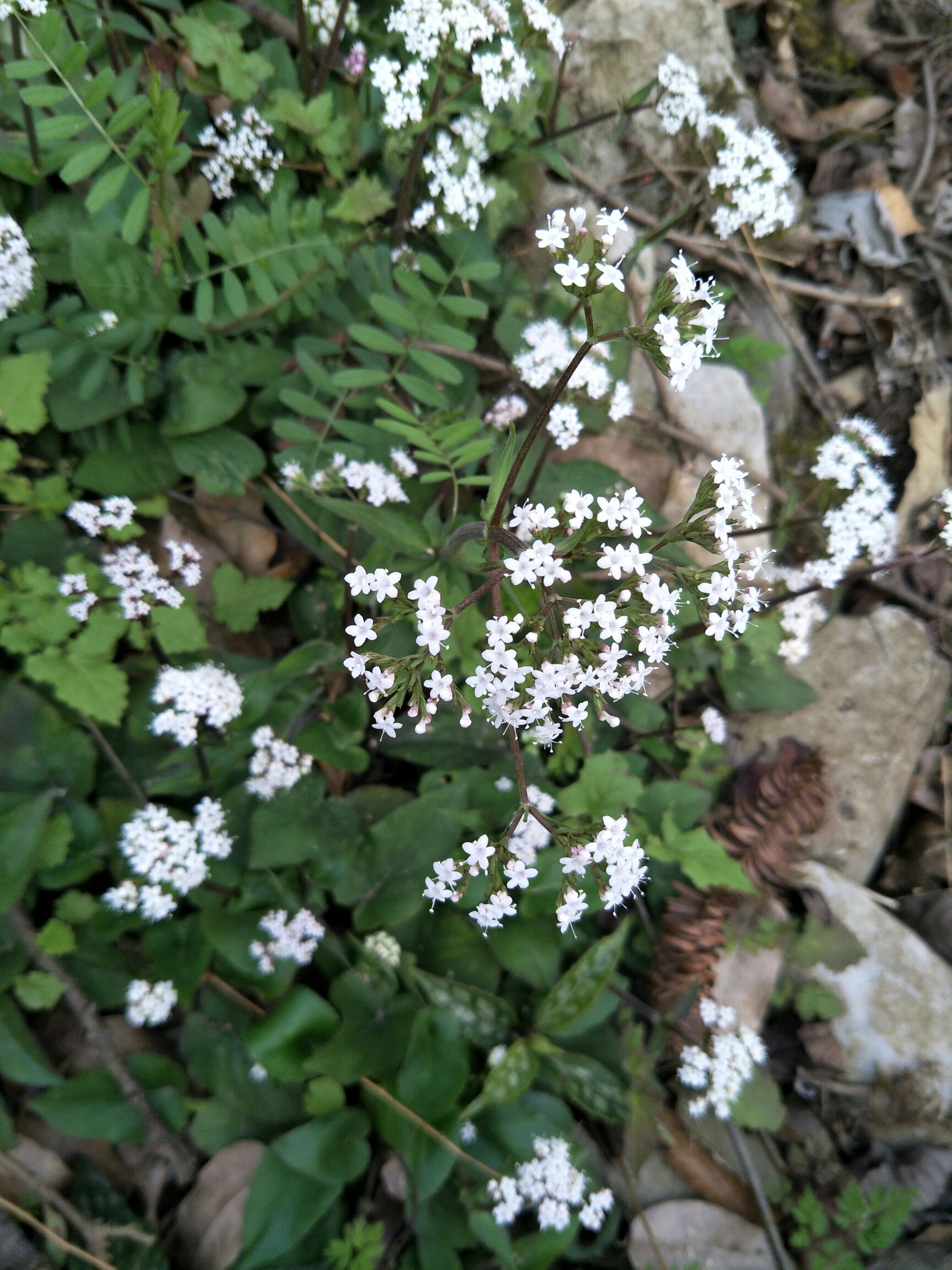 马蹄香苗  野生马蹄香 蜘蛛香 100颗起发货 量大优惠