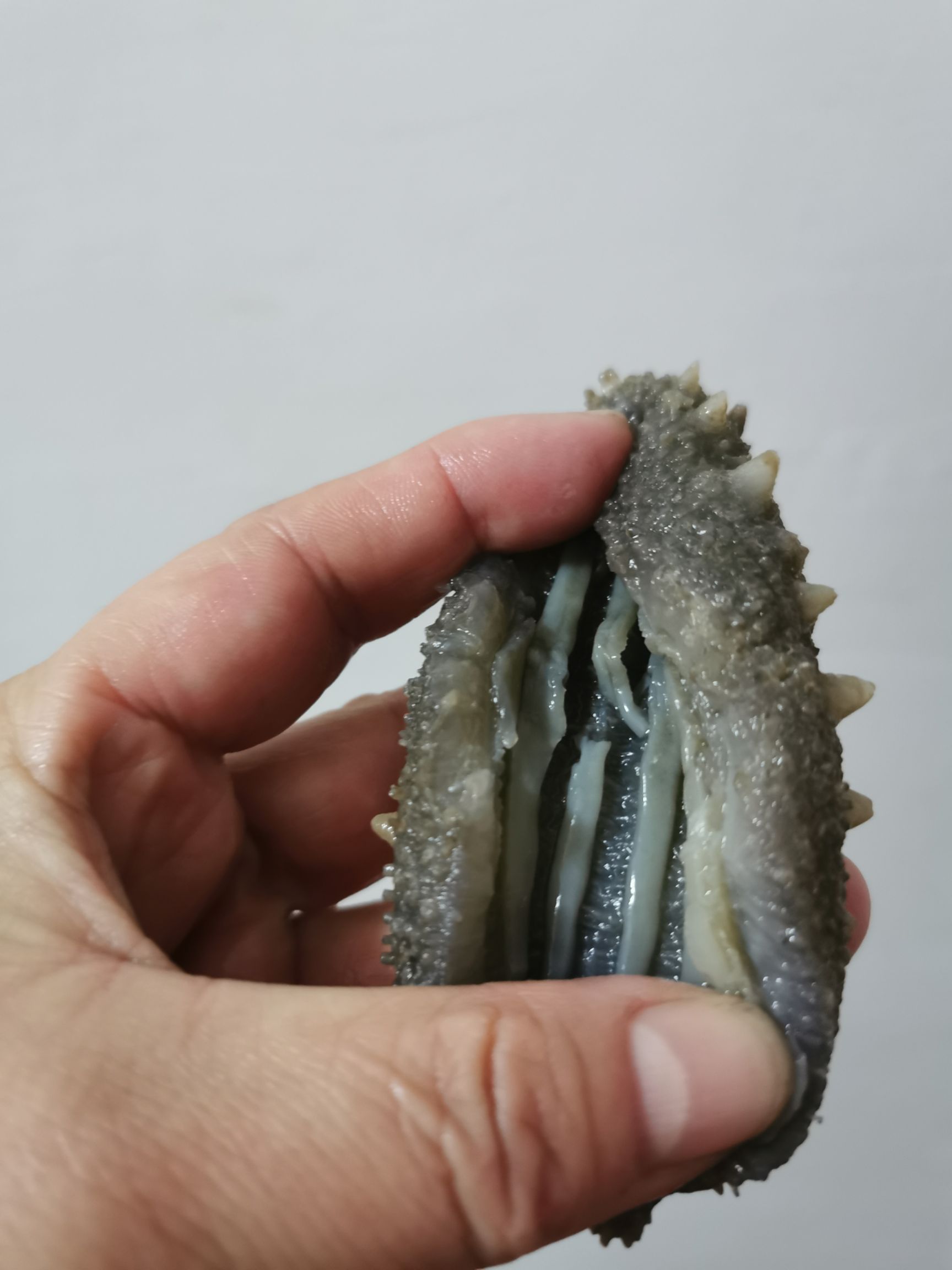 大连海参 即食海参活体海参蒸制而成一件代发
