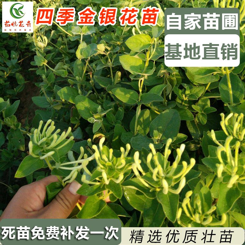 鲁峪一号，四季金银花苗