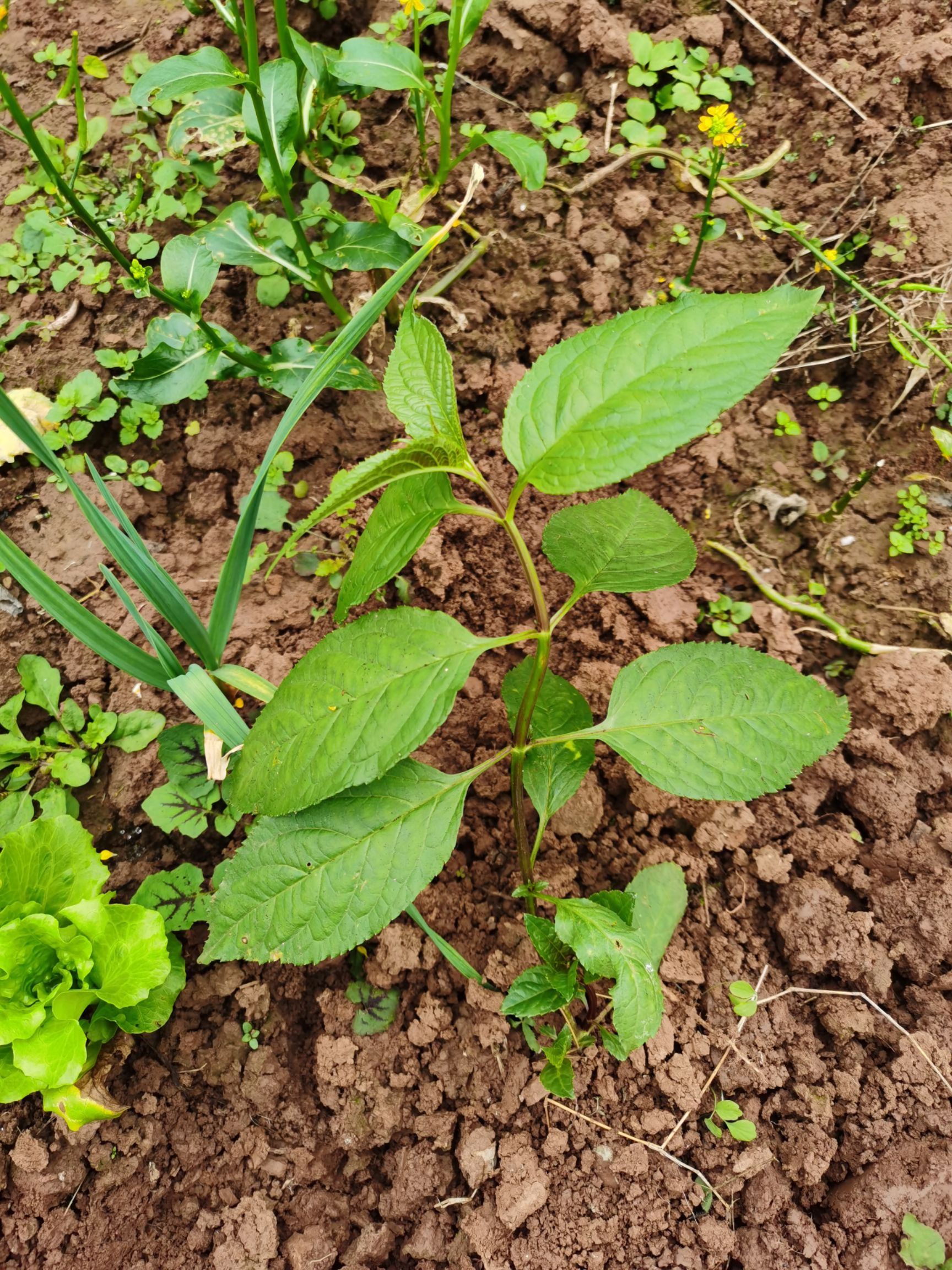 小丽花 红果参苗