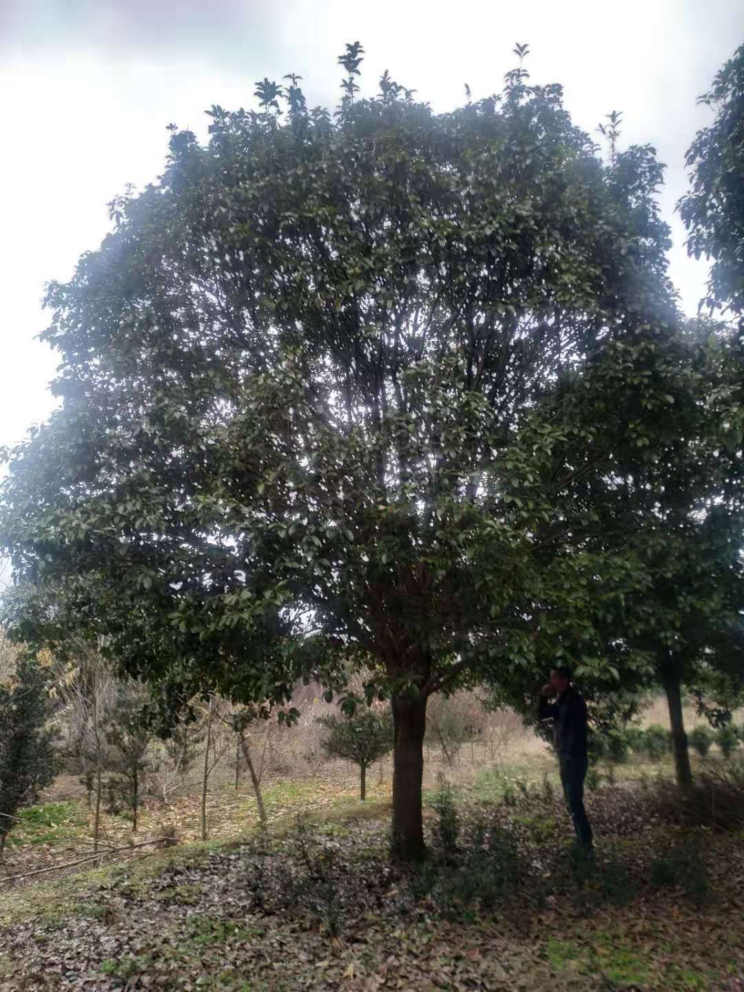  桂花树，四季桂