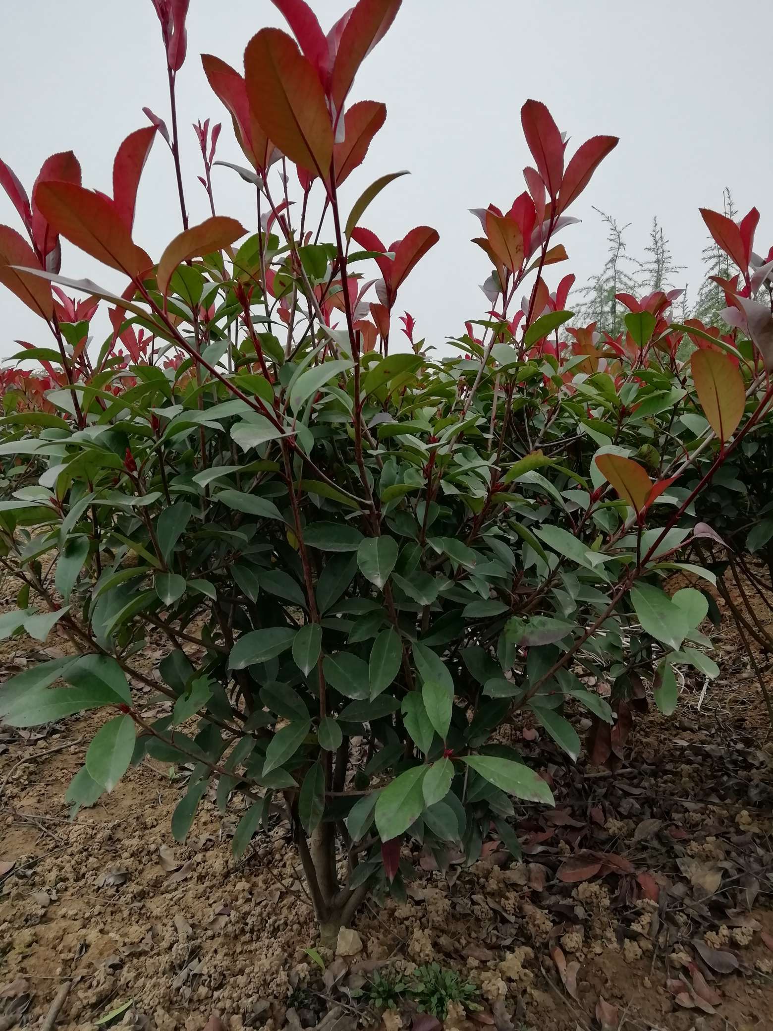 普通红叶石楠 红叶石楠清地处理