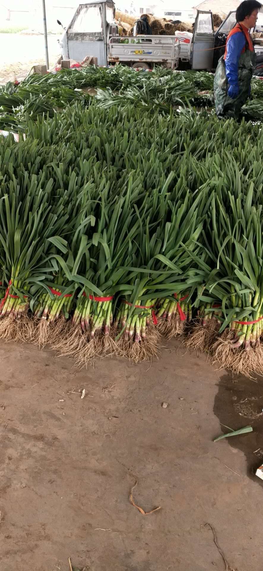 大蒜  红根儿蒜苗儿 以大量上市