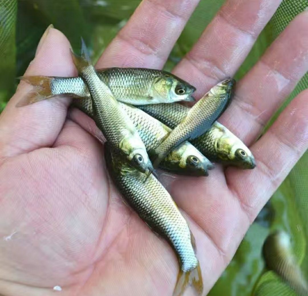 草鱼苗  鲤鱼苗鲫鱼苗 快递包邮 量大送货上门