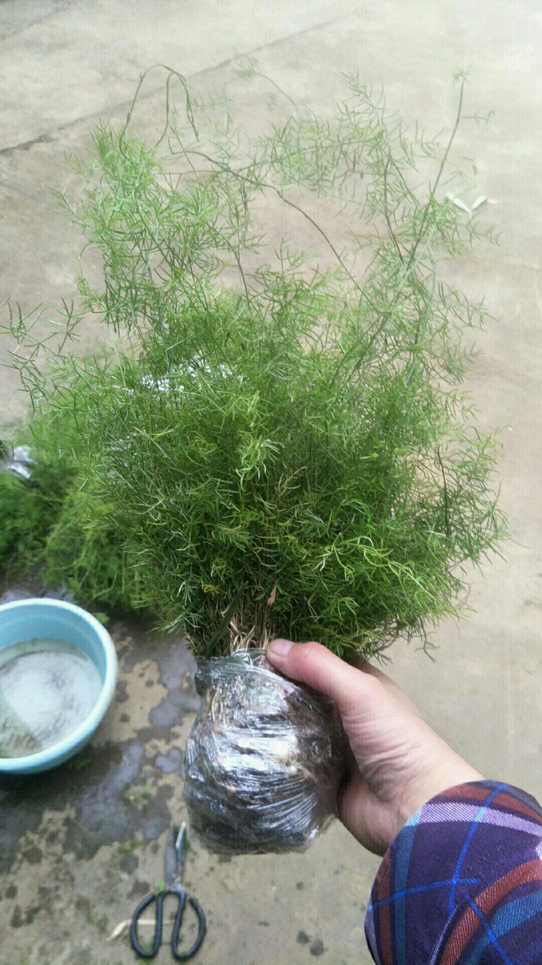 天冬  大天门冬苗 成活率很高 100苗起发货 试种