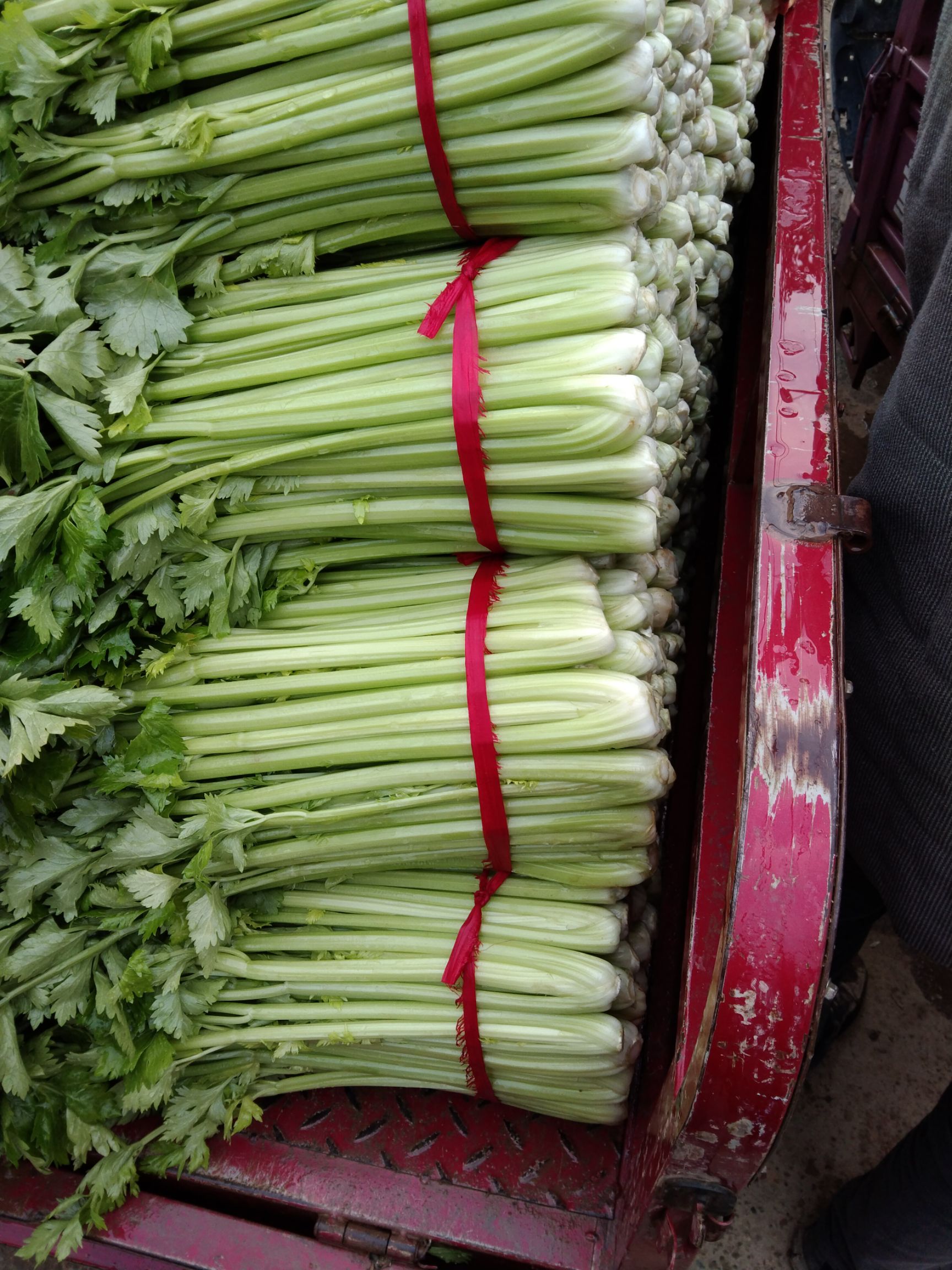  西芹六十公分七十公分高西芹