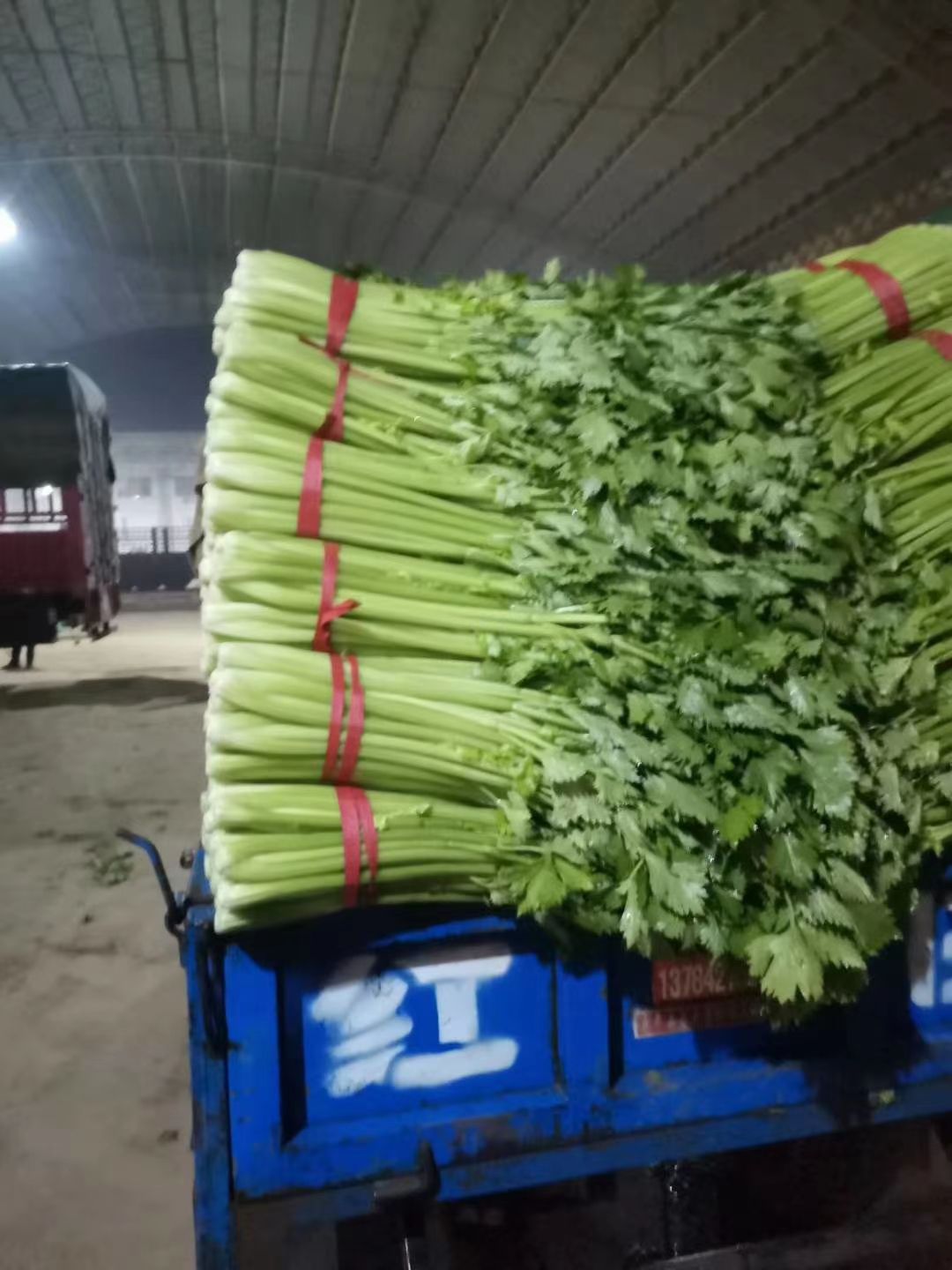 芹菜货源充足 欢迎各位老板 前来考察选购 一次合作终身难忘