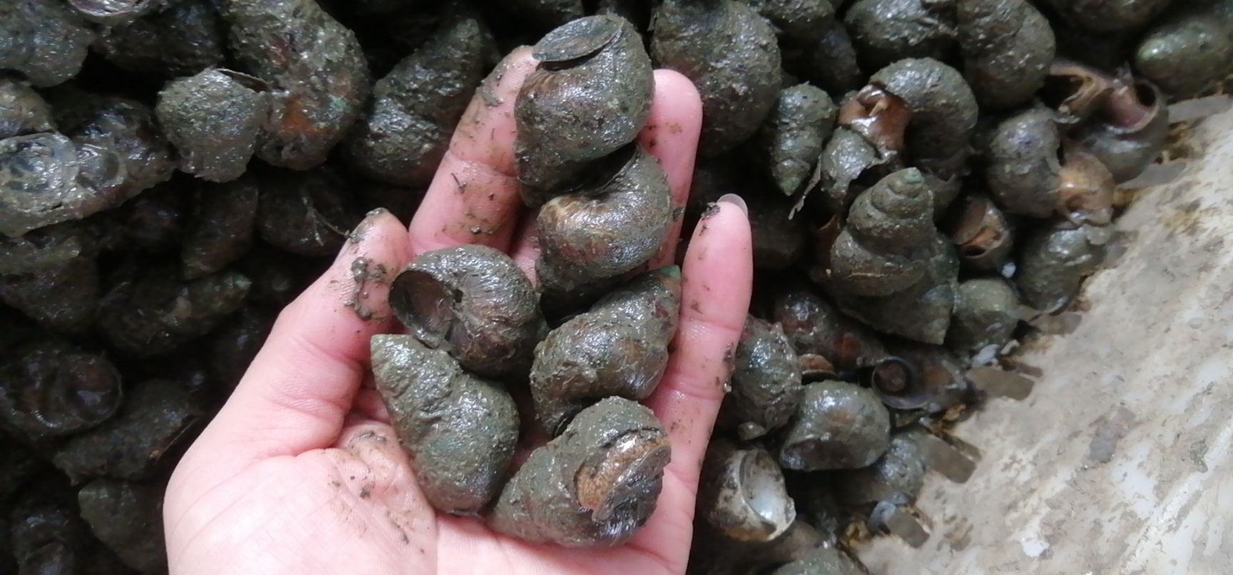 石螺大量有货，各种规格汤螺，普石，炮头都有，欢迎来撩