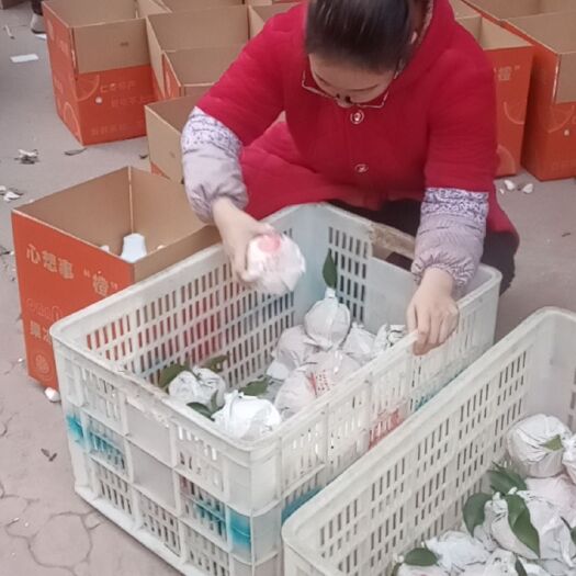 仁寿县耙耙柑 味甜，入口细腻，现摘现发，包邮