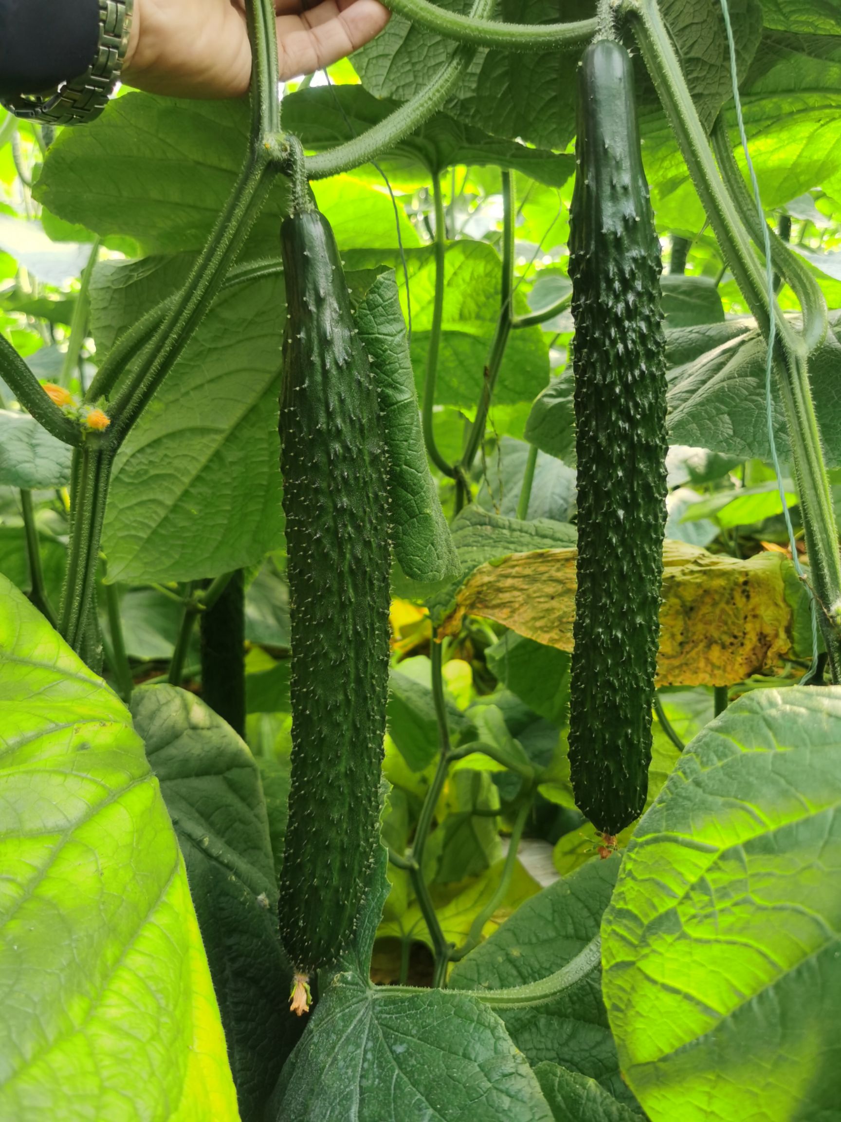 黄瓜种苗  上海乾德大黄瓜苗子德润A10