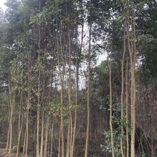 崇州市桢楠 3-5公分金丝楠，大量批发，价格可以来电或者聊天详询