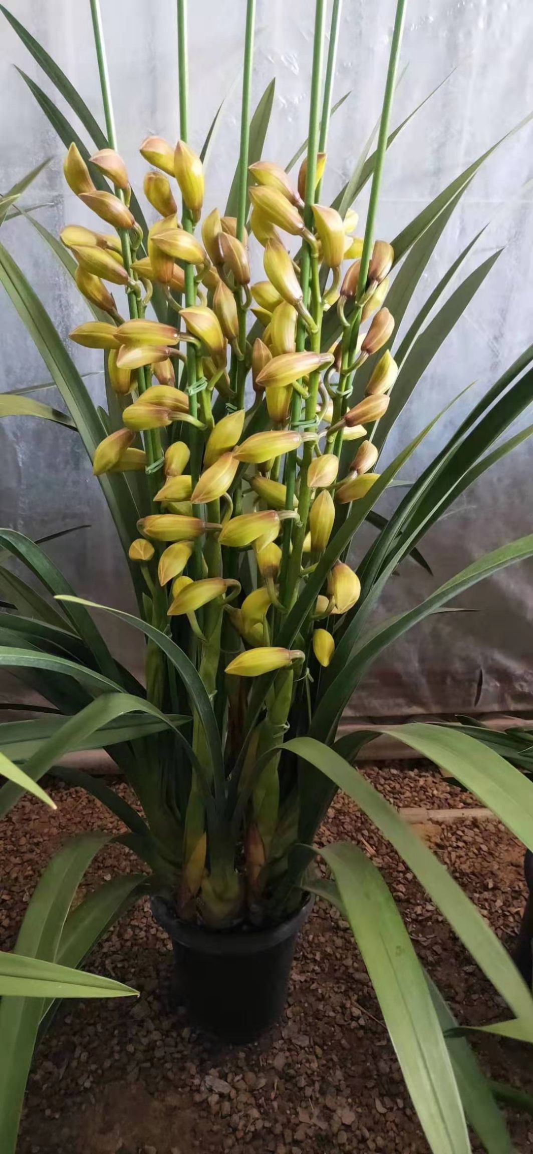 大花惠兰 云南大花卉兰种植基地批发