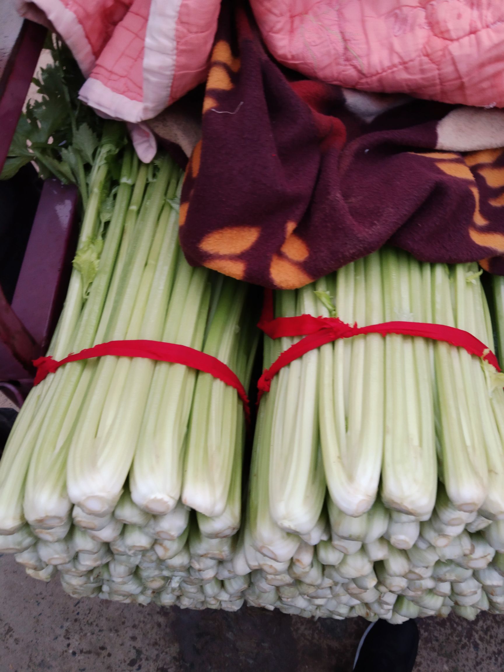  西芹六十公分七十公分高西芹