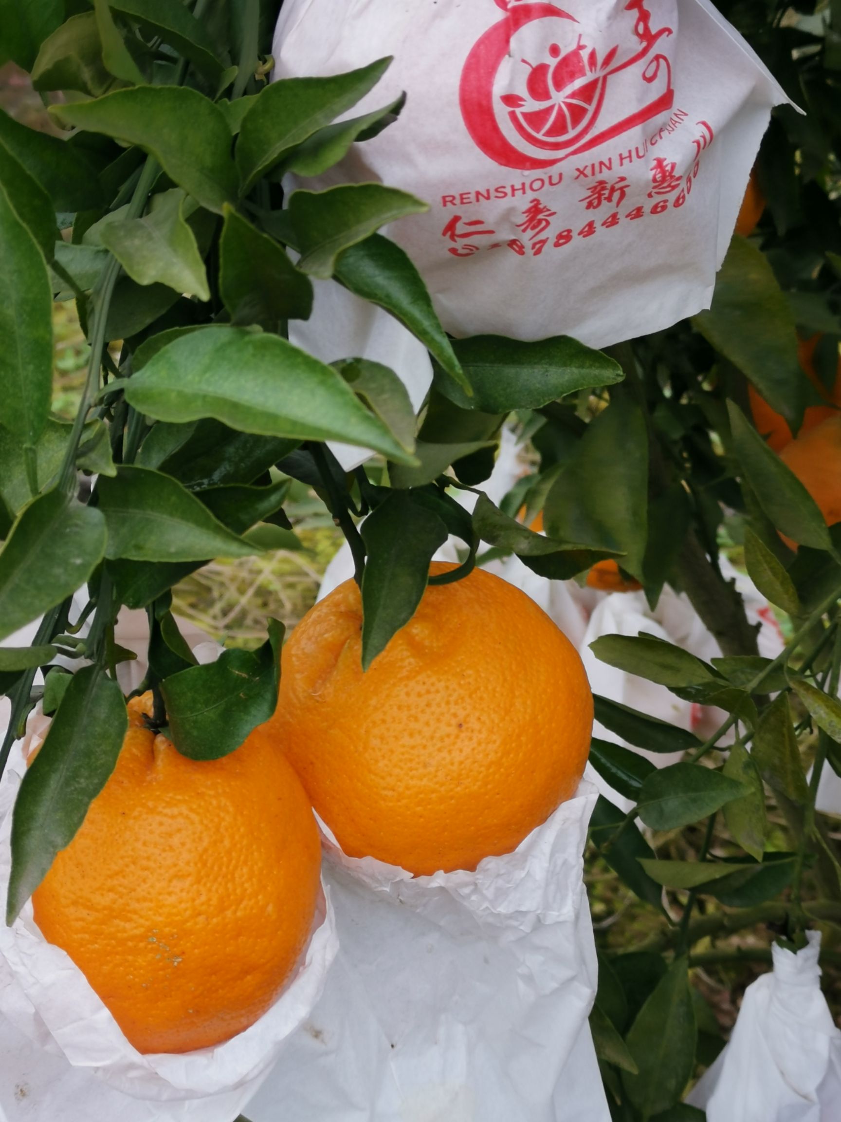 春见与大雅哪个早成熟(春见是牌子还是品种)