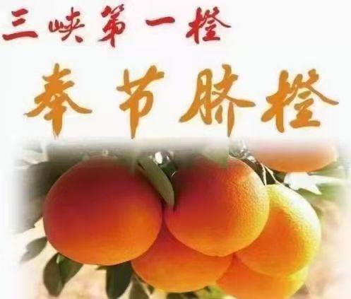 奉节脐橙  电商扶贫