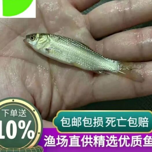 重庆市草鱼苗  鲤鱼苗鲫鱼苗 快递包邮 量大送货上门