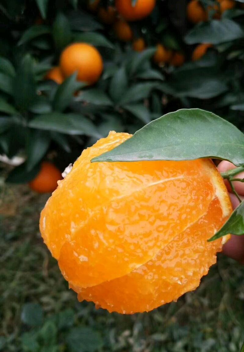 钟祥泉水柑产地直发